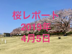 桜レポートイメージ
