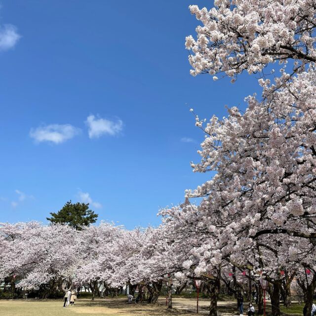 最新版 富山のイベントカレンダー Toy Life